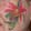 Cheek - Poinsettia